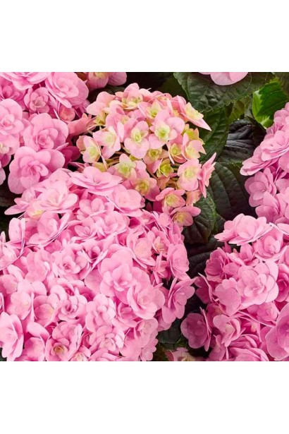 Hydrangea Florentina